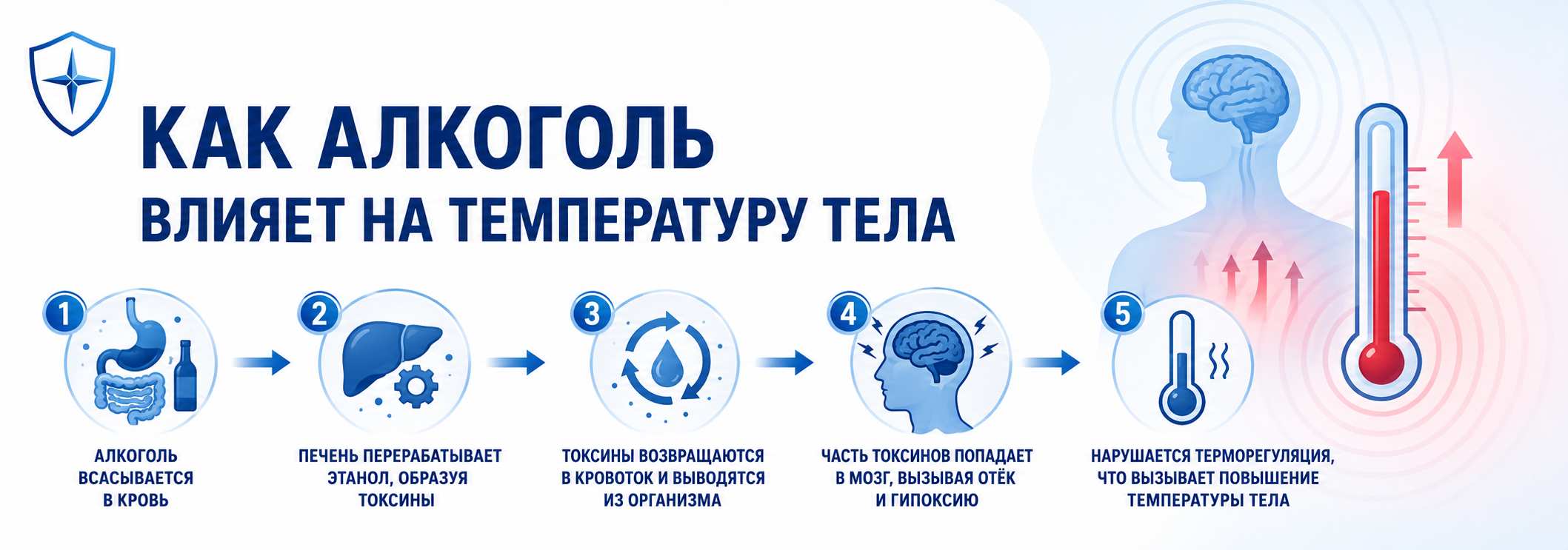 Схема, показывающая, как алкоголь нарушает терморегуляцию организма: всасывание этанола в кровь, переработка печенью, образование токсичных продуктов распада, их воздействие на головной мозг и нарушение работы центра теплообмена, что может привести к повышению температуры тела.