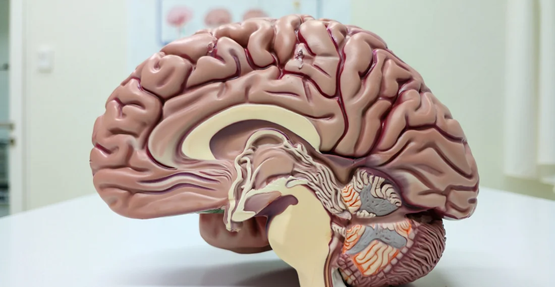 Как наркотики разрушают мозг: научные факты, последствия и путь к восстановлению